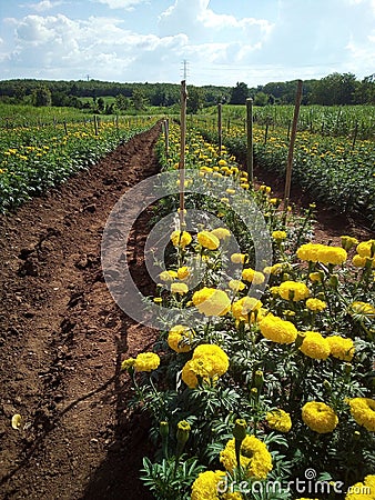 Marigold garden thai Stock Photo